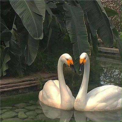 华体会体育手机app下载